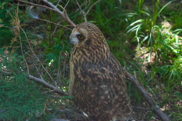 Short-eared owl (Asio flammeus) in the Moscow zoo.
