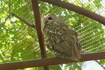 Tawny owl (Strix aluco) in the Moscow Zoo