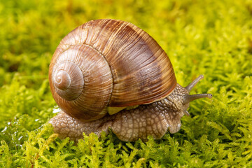 Grape snail macro imagery from various angles set against mossy background