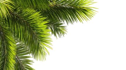 Lush Green Pine Branch with Needles on Black Background
