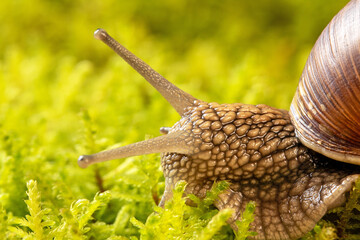 Stunning macro shots of a grape snail captured on lush green moss background