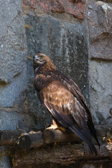 The golden eagle (Aquila chrysaetos) in Moscow zoo.