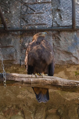 The golden eagle (Aquila chrysaetos) in Moscow zoo.