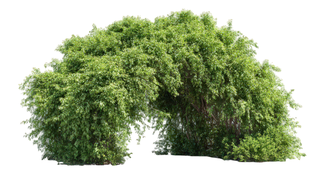 Lush Green Shrub with Arching Branches