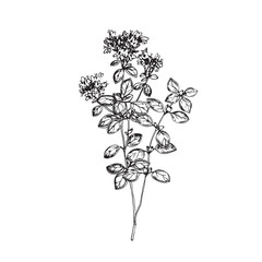 Oregano branch with flowers. Vector illustration hand drawn with ink. Graphic isolated object for label design, restaurant menu