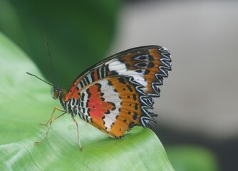 butterfly on leaf