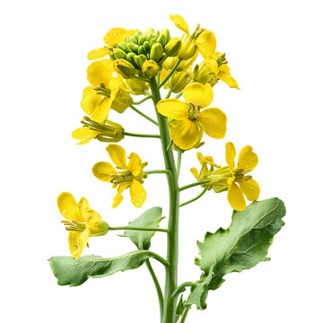 wild mustard plant isolated on white background

