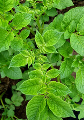 Chlorosis disease on potato foliage. Iron microelement deficiency. Young potato tops close-up