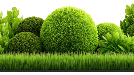 Lush Green Round Shrubs and Grass Border