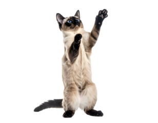 Playful Siamese Cat: A charming Siamese cat, with distinctive blue eyes and elegant posture, stands on its hind legs, paws raised as if in a playful dance or curious gesture.