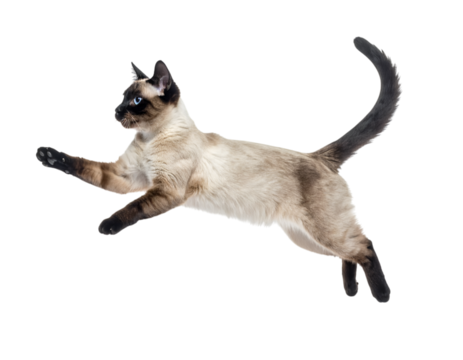 Siamese Cat in Mid-Air Leap: A sleek Siamese cat gracefully suspended mid-air, showcasing its athletic prowess, against an unobtrusive backdrop, epitomizing agility and feline elegance.