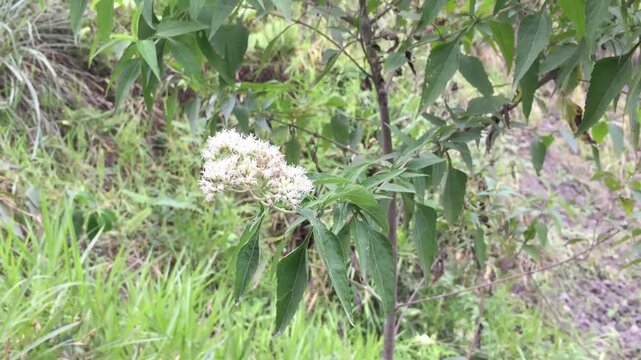 The tall boneset, upland boneset, or eupatorium sessilifolium plants appear to grow abundantly with green leaves and small, white flowers in clusters.