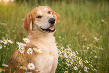A beautiful red hound dog stands among green grass and flowers. Hunter looking for prey