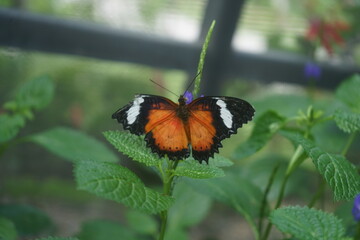 butterfly