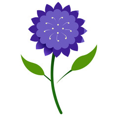 scabiosa columbaria vector illustration isolated