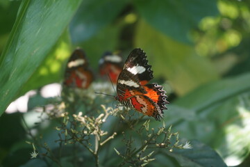 butterfly