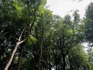 Fototapeta premium Beautiful green trees in park, low angle view