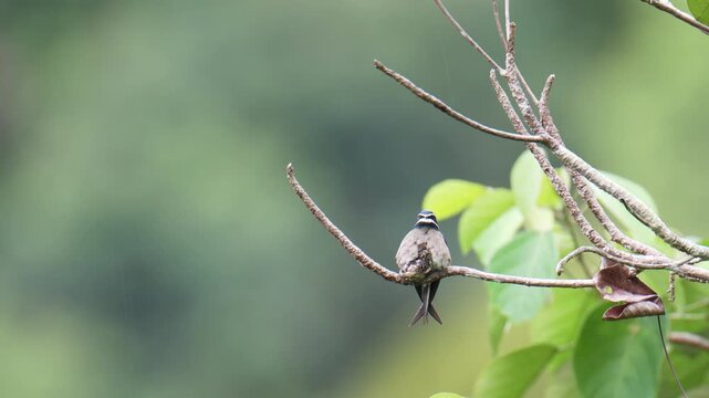 Whiskered Treeswift (Hemiprocne comata) mother bird incubates her young in a small nest on a branch.