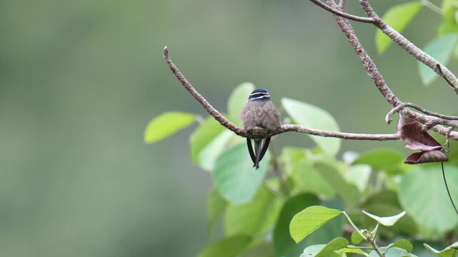 Whiskered Treeswift (Hemiprocne comata) mother bird incubates her young in a small nest on a branch.