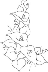 Elegant callas lily coloring page relaxing floral design for creative expression white background