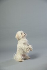 Cute white Maltese dog on light grey background, space for text