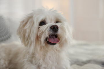 Cute white Maltese dog on bed at home, space for text