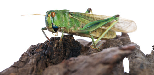 One locust on snag against white background. Wild insect