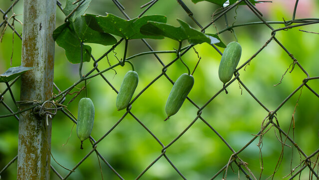 Fresh green ivy gourd (Coccinia grandis) fruits hanging on a vine climbing a metal fence. Captured outdoors in natural light, showing the climbing plant with leaves and tendrils.