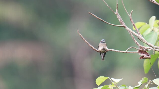 Whiskered Treeswift (Hemiprocne comata) mother bird incubates her young in a small nest on a branch.