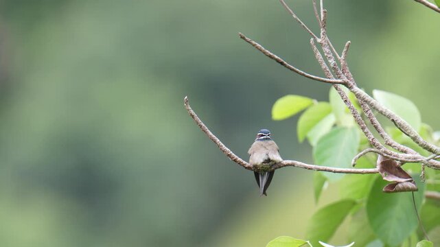 Whiskered Treeswift (Hemiprocne comata) mother bird incubates her young in a small nest on a branch.