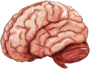 Watercolor brain anatomy neuroscience science illustration pink organ medical biology educational detail texture cognition memory thinking learning intelligence human health research study system