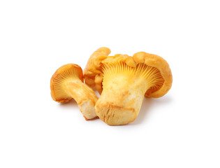 Fresh raw chanterelle mushrooms isolated on white