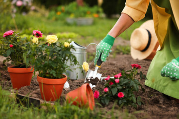 Woman in gloves working with shovel in garden, closeup. Transplanting beautiful flowers