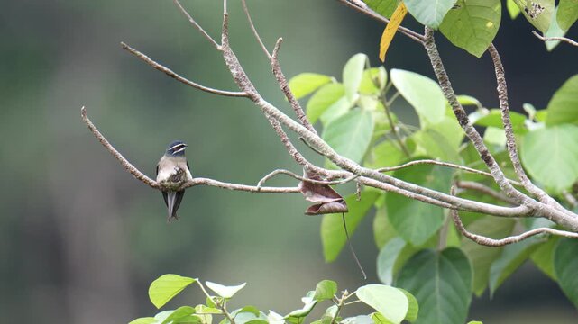 Whiskered Treeswift (Hemiprocne comata) mother bird incubates her young in a small nest on a branch.