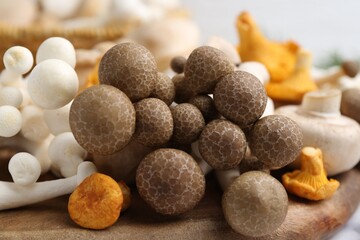 Different raw mushrooms on light table, closeup