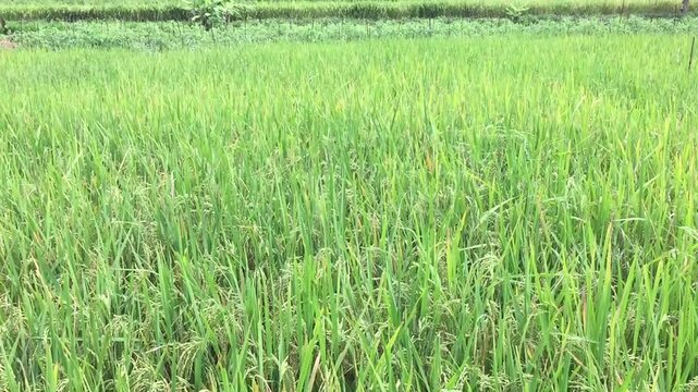 The rice plants or oryza sativa that have started to bear fruit and grow well with green leaves in a rice field area at Yogyakarta, Indonesia