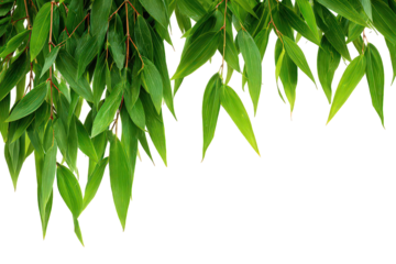Lush Green Leaves Hanging Border on Black Background