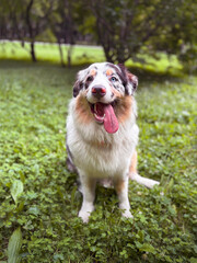 Aussie Australian Shepherd dog in blue marble color and different eye color. Dog walks on a park vertical photo