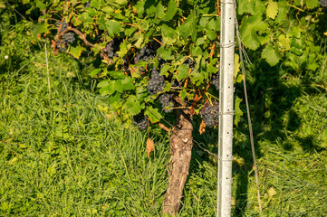 Rote Weinreben am Weinstock