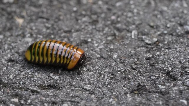 Pill Millipede (Glomerida) on the asphalt road
