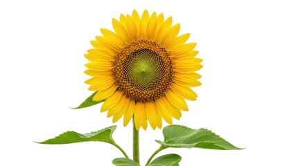 Fototapeta premium Bright Yellow Sunflower with Green Leaves Against White Background