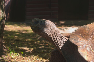 Galápagos tortoise (Chelonoidis niger) in Moscow zoo