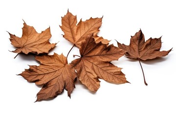 Brown dry maple fallen 5 leaves heap plant brown leaf.