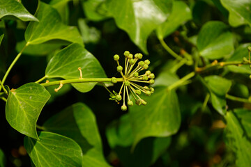 kwitnący bluszcz pospolity, nierozwiniete kwiaty bluszczu w zielonych paczkach, kwiatostan bluszczu, Hedera helix, Common Ivy flowers, ivy inflorescence  © kateej