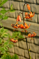 kwitnąca lilia złotogłów, pomarańczowa lilia złotogłów, Lilium martagon, martagon lily, Turk's cap lily
