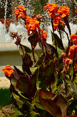 kwitnące na pomarańczowo kanny na tle fontanny miejskiej, pmarańczowe pacioreczniki z bordowymi liścmi, Canna, orange canna lilies surrounding a garden fountain © kateej