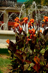 kwitnące na pomarańczowo kanny na tle fontanny miejskiej, pmarańczowe pacioreczniki z bordowymi liścmi, Canna, orange canna lilies surrounding a garden fountain © kateej