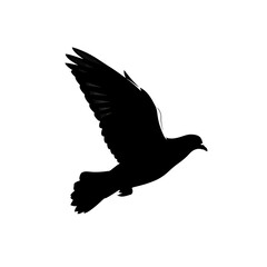 Silhouette of a pigeon in flight isolated on white background silhouette