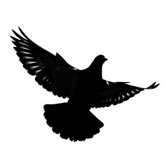 Silhouette of a pigeon bird in flight isolated on white background