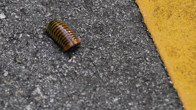 Pill Millipede (Glomerida) on the asphalt road
